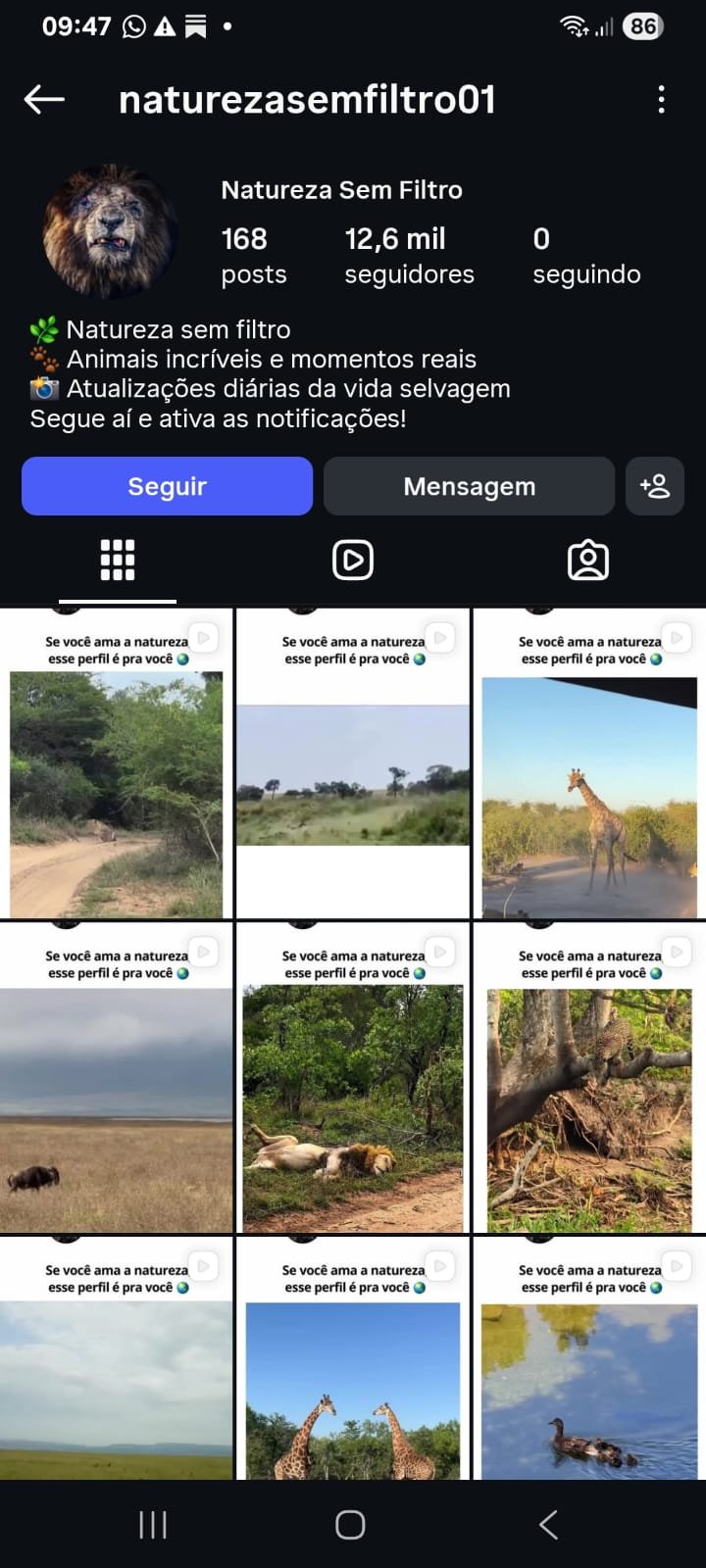 Instagram de Nicho Animal a venda 1 Instagram de Nicho Animal a venda